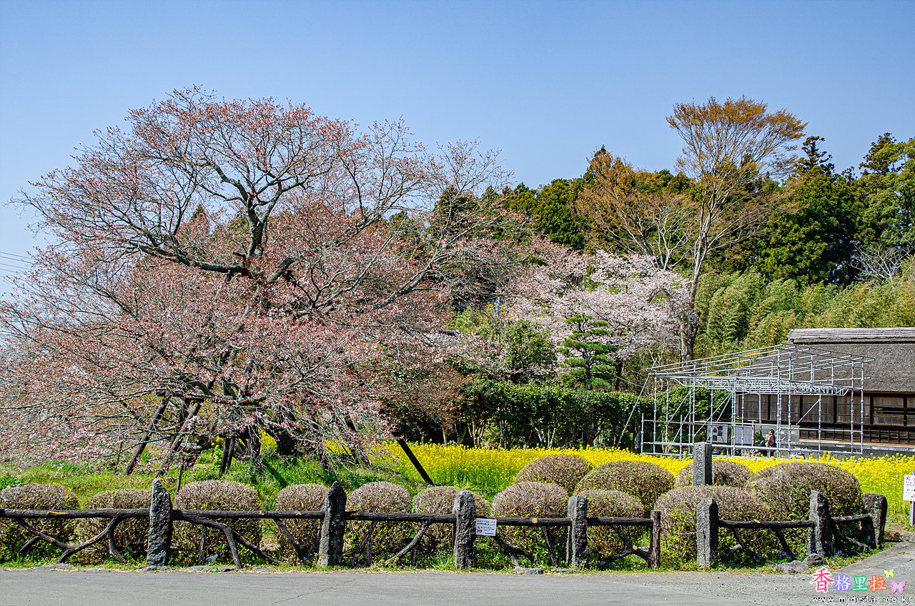 🌸 카리야도 말 내리는 벚나무 (카리야도노 게바자쿠라) 이미지 1
